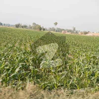 I sell 5 acre agricultural land in tehsil Chunian & Kot Radha Kishen