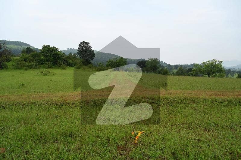 88 Kanal Fertile Agricultural Land For Sale In Sheikhupura 88 Kanal Fertile Agricultural Land For Sale In Sheikhupura