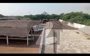 Cattel and Goat Farm Gadap Town