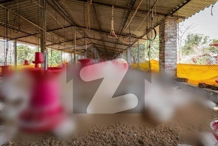 Poultry Farm For Rent Poultry Farm For Rent