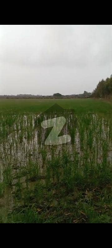 20 AGRICULTURAL LAND FOR SELL BABRA