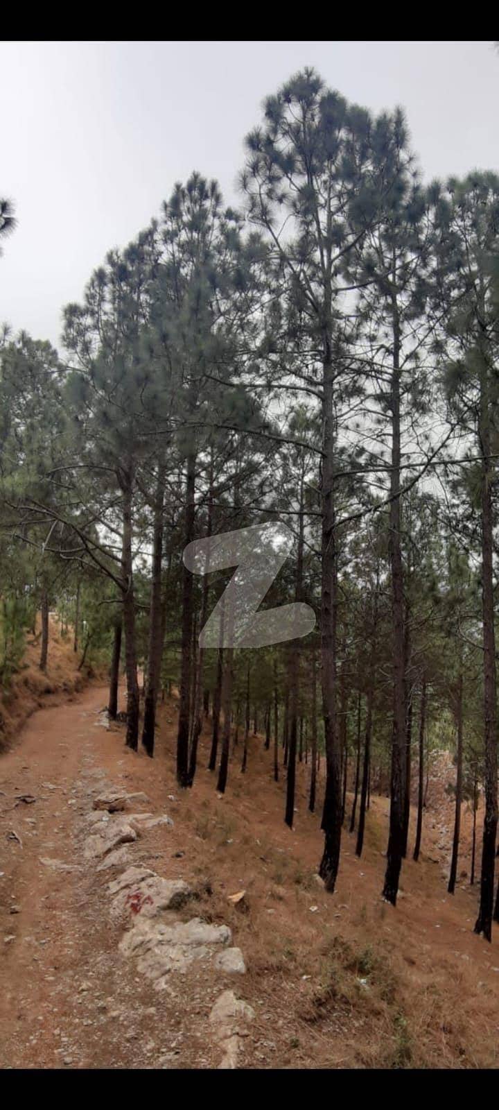 پیر سوہاوا اسلام آباد میں 6 کنال رہائشی پلاٹ 1.5 کروڑ میں برائے فروخت۔