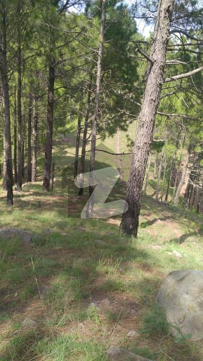 مری رسارٹس مری میں 1 کنال رہائشی پلاٹ 1.7 کروڑ میں برائے فروخت۔