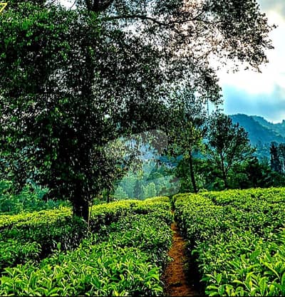 ناول فارمز ہاؤسنگ سکیم اسلام آباد میں 5 کنال پلاٹ فائل 1.65 کروڑ میں برائے فروخت۔