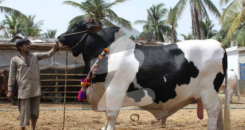 CATTLE FARM DAIRY FARM