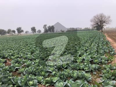 Become Owner Of Your Agricultural Land Today Which Is Centrally Located In Chak No 89 N. B In Chak No 89 N. B Become Owner Of Your Agricultural Land Today Which Is Centrally Located In Chak No 89 N. B In Chak No 89 N. B