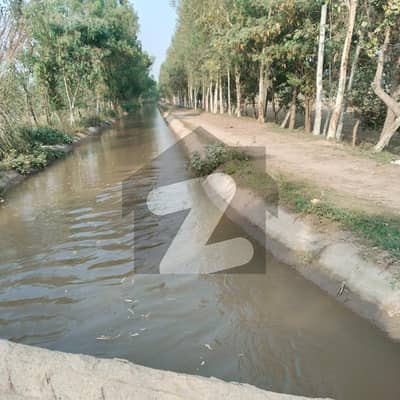 کوٹ رادھا کشن روڈ کوٹ رادھا کِشن,قصور میں 8 کنال زرعی زمین 65.0 لاکھ میں برائے فروخت۔