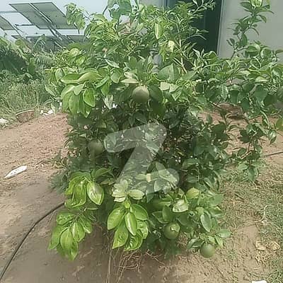 153 Kanal Fully Developed Waterfront Farm on Dharabi Dam - Premium Agricultural Opportunity (Balkasar, Chakwal, Punjab)