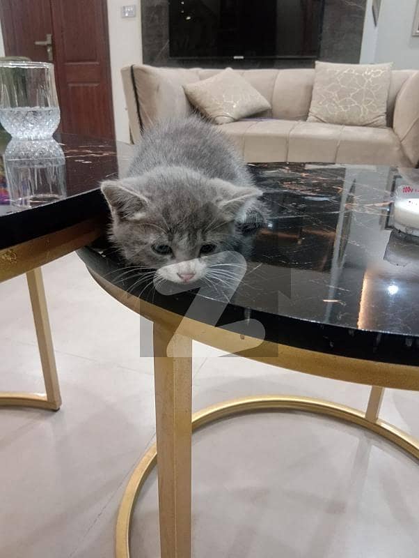 5 Marla House For Rent 5 Marla House For Rent