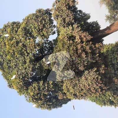 ڈی ایچ اے فیز 2 - سیکٹر اے ڈی ایچ اے ڈیفینس فیز 2,ڈی ایچ اے ڈیفینس,اسلام آباد میں 1 کنال رہائشی پلاٹ 6.25 کروڑ میں برائے فروخت۔ ڈی ایچ اے فیز 2 - سیکٹر اے ڈی ایچ اے ڈیفینس فیز 2,ڈی ایچ اے ڈیفینس,اسلام آباد میں 1 کنال رہائشی پلاٹ 6.25 کروڑ میں برائے فروخت۔