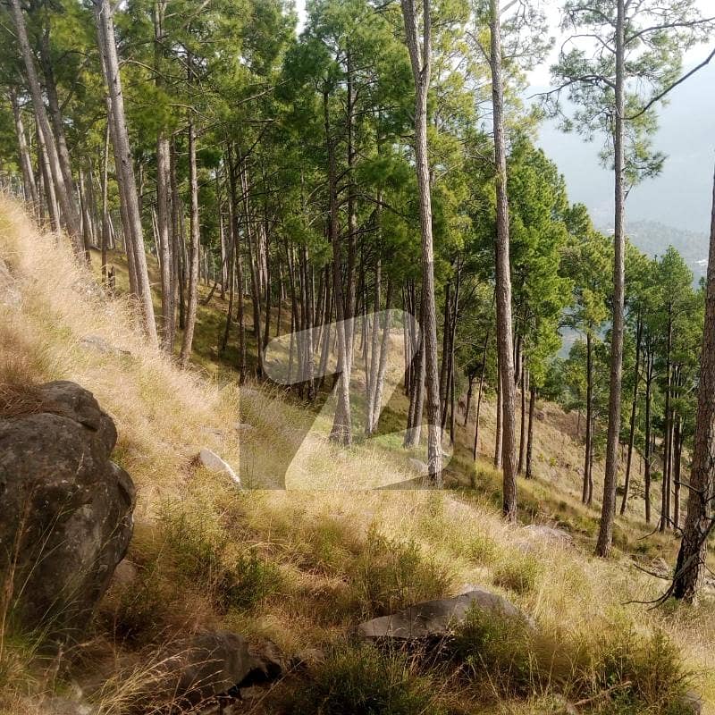 انگوری روڈ مری میں 4 کنال زرعی زمین 1.0 کروڑ میں برائے فروخت۔ انگوری روڈ مری میں 4 کنال زرعی زمین 1.0 کروڑ میں برائے فروخت۔