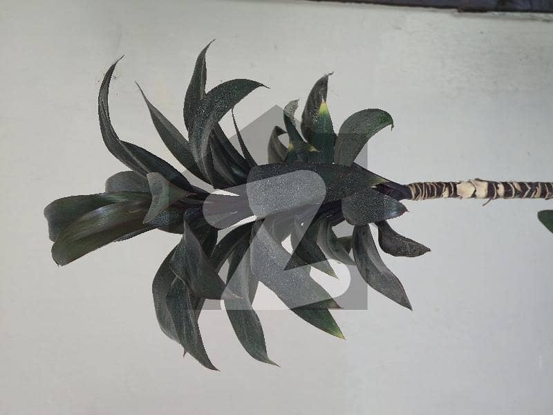 FGEHA 12 Marla Plot For Sale in F-14/4 FGEHA 12 Marla Plot For Sale in F-14/4