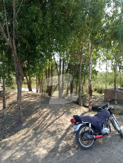 4Acre Moroosi land for sale in "Buhara Mirpur Sakro Thatta"