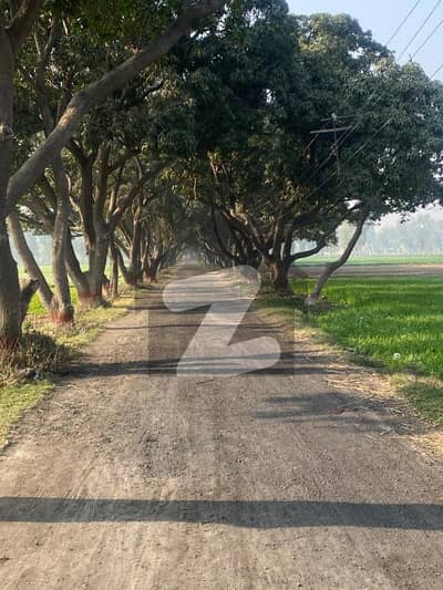 Farm House for Rent in Manga Mandi Ideal Location