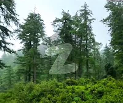 C Block Best Location Farm Plot 5 Kanal, Lush Green