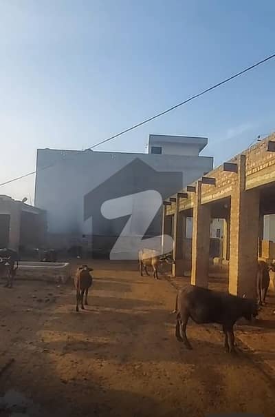 Dairy farm near rohi naala