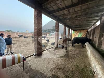 وڈانہ لاہور - قصور روڈ,لاہور میں 4 کنال زرعی زمین 2.3 کروڑ میں برائے فروخت۔