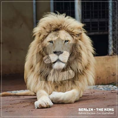 Sector H street 4 positionable plot available for sale on prime location and reasonable price