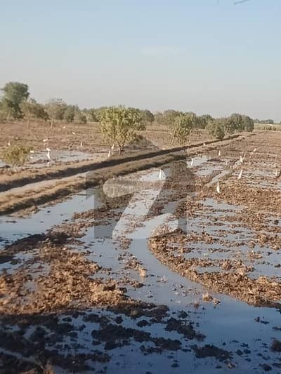 نیو حیدر آباد سٹی نیوہالا - میرپرخاص روڈ لنک,حیدر آباد میں 32 کنال زرعی زمین 6.0 کروڑ میں برائے فروخت۔
