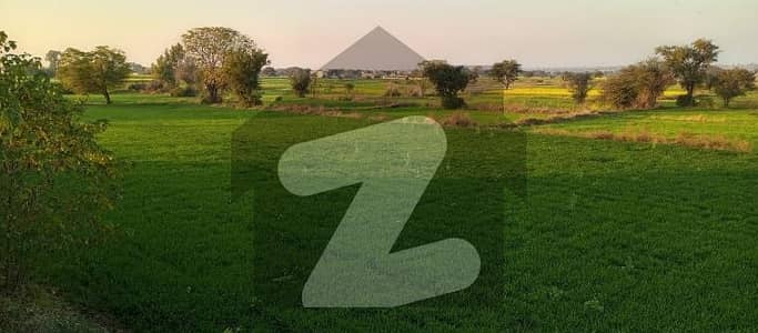 جھلم روڈ چکوال میں 240 کنال زرعی زمین 9.6 کروڑ میں برائے فروخت۔