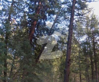 شملہ پہاڑی ایبٹ آباد میں 119 کنال کمرشل پلاٹ 22.0 ارب میں برائے فروخت۔