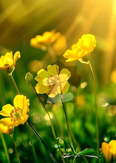 Luxury Farm House land 50 Kanals near water lake