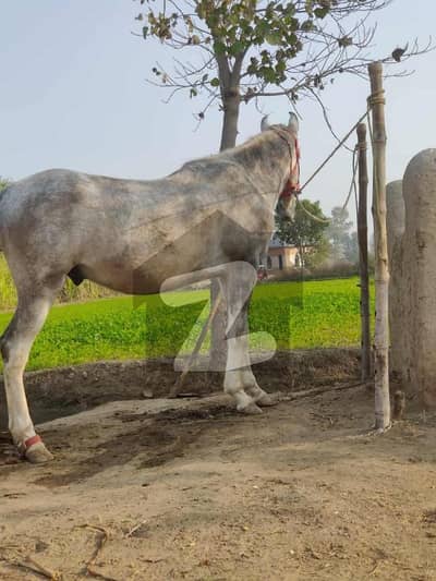 5 Marla Residential Plot For sale Available In DHA Defence