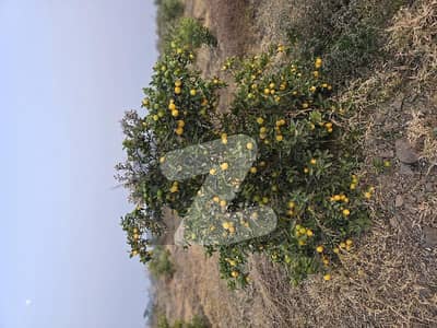 Agriculture Land For Sale