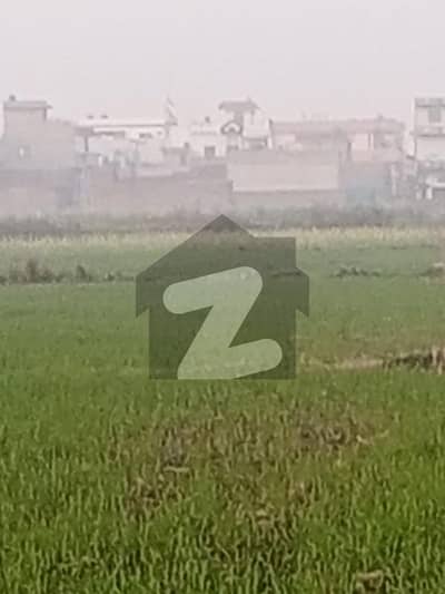 چیانوالی جی ٹی روڈ,گوجرانوالہ میں 31 کنال زرعی زمین 12.0 کروڑ میں برائے فروخت۔