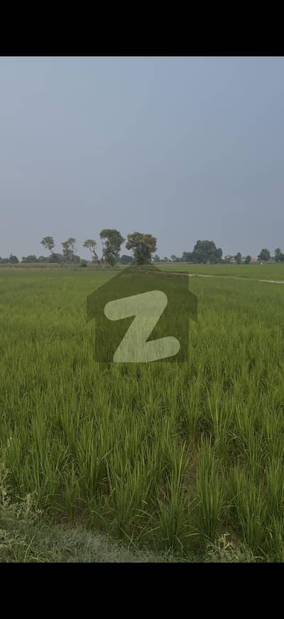 برکی برکی روڈ,کینٹ,لاہور میں 8 کنال زرعی زمین 4.0 کروڑ میں برائے فروخت۔