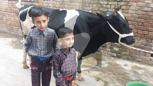 10MARLA PLOT FACING PARK PLUS MAP HOUSE PASS IDEAL LOCATION PLOT FOR SALE