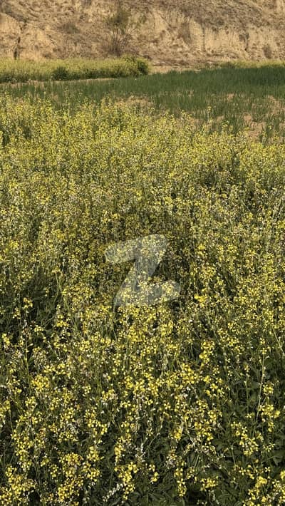 نیلہ دلہ انٹرچینج ایم-2 لاہور اسلام آباد موٹروے,چکوال میں 70 کنال زرعی زمین 4.2 کروڑ میں برائے فروخت۔