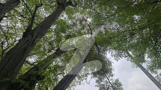 خیابانِ امین ۔ بلاک سی خیابانِ امین,لاہور میں 5 مرلہ رہائشی پلاٹ 55.0 لاکھ میں برائے فروخت۔