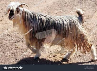 Cattle Farm Plots Farm House Plots Dairy & Goat Farm Plots