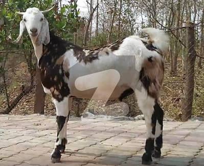 گداپ ٹاؤن کراچی میں 4 مرلہ زرعی زمین 12.0 لاکھ میں برائے فروخت۔