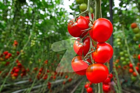 Agro Farm plot 10 Kanals Organic life style