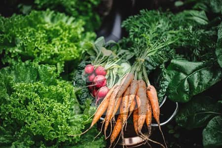 Agro Farm land 5 Kanals lush Green location