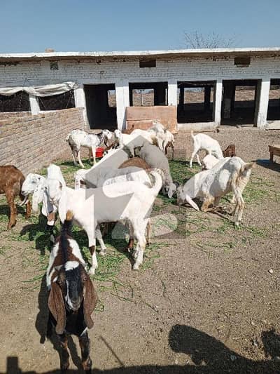 بلکاسار چکوال میں 16 کنال زرعی زمین 2.5 کروڑ میں برائے فروخت۔