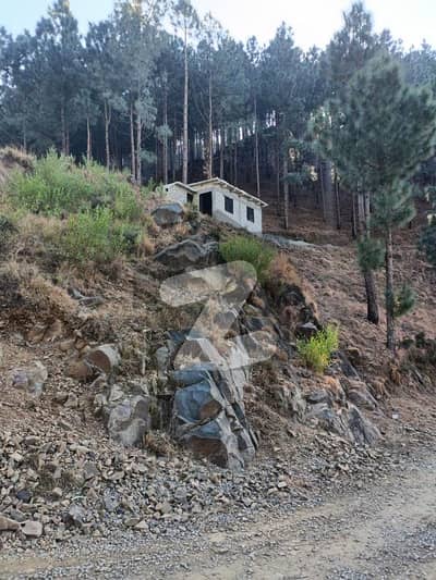 80 Kanal Beautiful Land