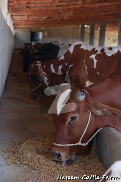 Farmhouse and Cattle Farm for Sell