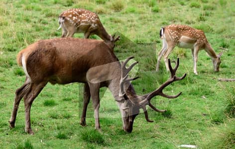 ڈی ایچ اے 11 رہبر فیز 4 ڈی ایچ اے 11 رہبر,لاہور میں 5 مرلہ رہائشی پلاٹ 60.0 لاکھ میں برائے فروخت۔