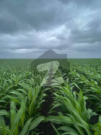 فیصل آباد بائی پاس روڈ فیصل آباد میں 261 کنال زرعی زمین 25.5 کروڑ میں برائے فروخت۔