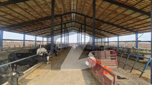 12 Kanal Dairy Farm For Sale