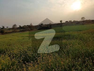 نیلا دللا چکوال میں 30 کنال زرعی زمین 2.0 کروڑ میں برائے فروخت۔