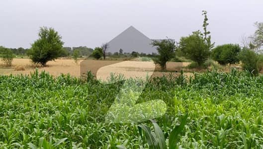 Ideal 15 Acre Fully Agriculture Land available For Sale at Samundri Near Samundri Road Faisalabad