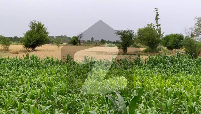 Ideal 15 Acre Fully Agriculture Land available For Sale at Samundri Near Samundri Road Faisalabad Ideal 15 Acre Fully Agriculture Land available For Sale at Samundri Near Samundri Road Faisalabad
