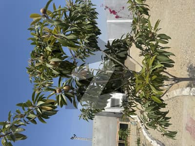 نیو ٹاؤن - فیز 4 بلاک پی نیو ٹاؤن ۔ فیز 4,نیو ٹاؤن,گوادر میں 2 کمروں کا 2 کنال فارم ہاؤس 4.0 کروڑ میں برائے فروخت۔