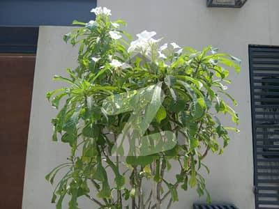 ڈی ایچ اے فیز 8 - زون بی ڈی ایچ اے فیز 8,ڈی ایچ اے ڈیفینس,کراچی میں 1 کنال رہائشی پلاٹ 7.2 کروڑ میں برائے فروخت۔