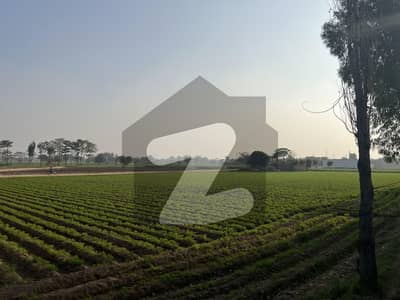 ملتان روڈ لاہور میں 158 کنال زرعی زمین 63.2 کروڑ میں برائے فروخت۔