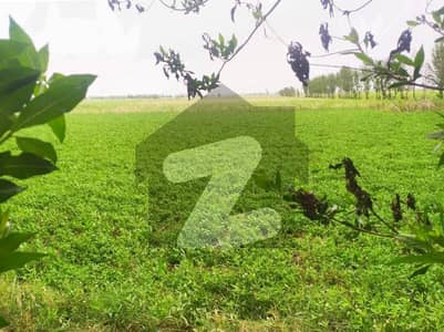 Ideal 40 Acre Fully Agriculture Land For Sale Near by Samundri Road Faisalabad Punjab